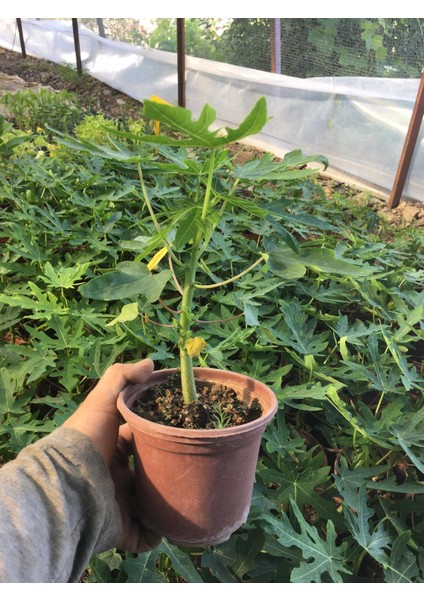 Papaya meyvesi fidanı