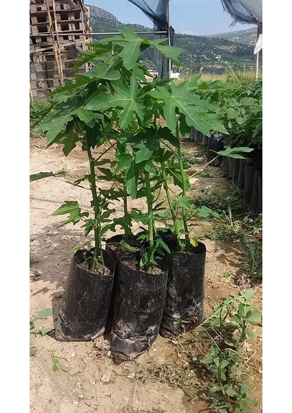 Papaya meyvesi fidanı fiyatları