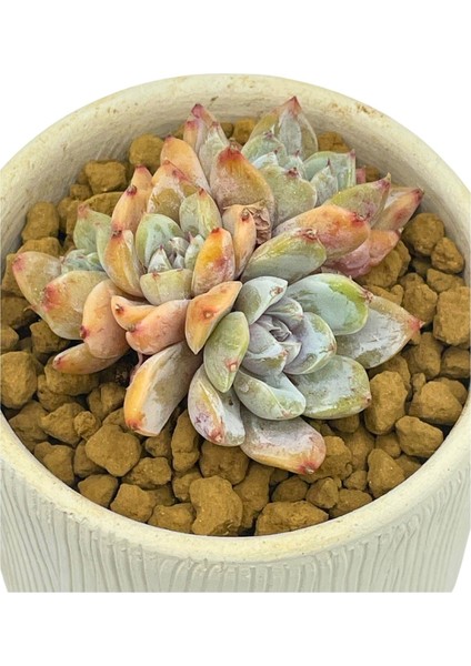 Echeveria Tiny Burger / Sukulent