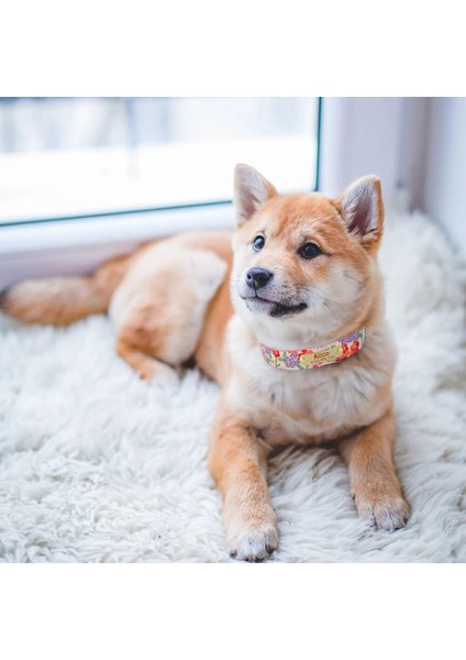Pembe Tarzı M Boyutu Etiket Köpek Tasması Ayarlanabilir Ücretsiz Oymalı Köpek Bilgi Yaka Cinsiyet-Nötr Evrensel Köpek Tasması Kişiselleştirilmiş Köpek Tasmaları (Yurt Dışından)