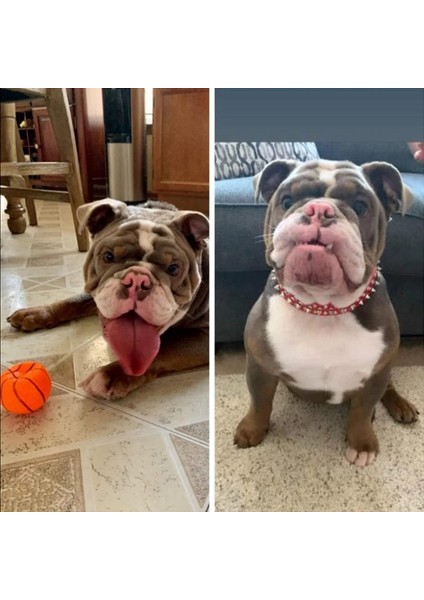 Kırmızı Stil M Boyutu Anti-Bite Çivili Çivili Pet Köpek Tasması Pu Deri Köpekler Için Spor Yastıklı Bulldog Pug Köpek Büyük Köpek Tasmaları Evcil Hayvan Malzemeleri (Yurt Dışından) fırsatları