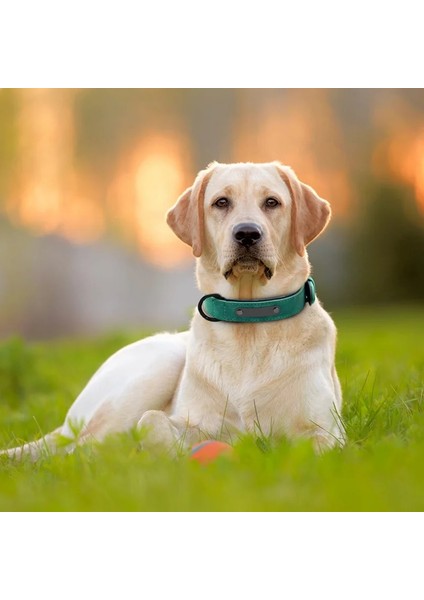 Kahve Tarzı Xl Boyutu Köpek Tasmaları Ayarlanabilir Deri Köpek Tasması Yaka Küçük Orta Büyük Köpekler Için Pitbull Bulldog Beagle Correa Perro Köpek Aksesuarları (Yurt Dışından) fırsatları