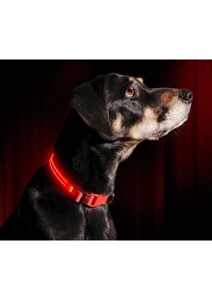 Kırmızı Stil S Beden LED Köpek Tasması USB Şarj Edilebilir Parlak ve Yüksek Görünürlük Işıklı Glow Yaka Evcil Hayvan Gece Yürüyüşü Için Ayarlanabilir Aydınlık Yaka (Yurt Dışından)