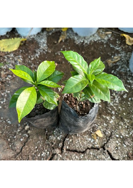 Reyon Bahçe Küçük Boy Tüplü Arabica Kahve Fidanı (Sınırlı Sayıda)