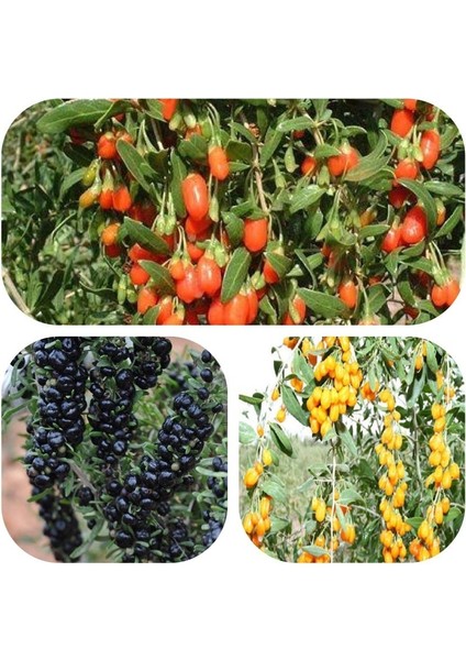 Tüplü Goji Berry Fidanı Paketi (Siyah-Sarı-Kırmızı Tek Pakette)