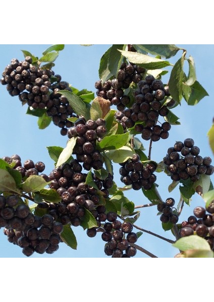Bedava Kargo Nero Siyah Aronya Aronia Chokeberry Fidesi Paper Potta (15-20 Cm) 5 Adet