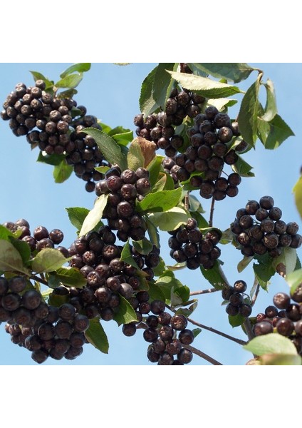 Bedava Kargo Nero Siyah Aronya Aronia Chokeberry Fidesi Paper Potta (15-20 Cm) 5 Adet