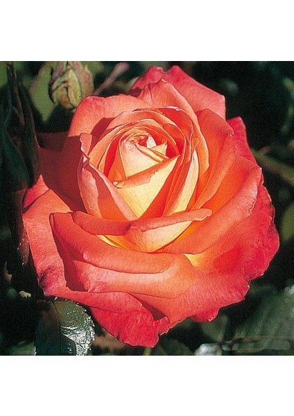 Tüplü Koleksiyonluk Yediveren Königin Der Rosen Kokulu Gül Fidanı