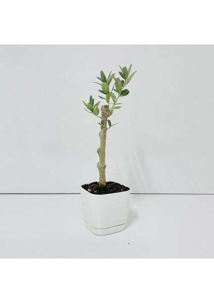 . Saksıda Minyatür Bonsai Yapımına Uygun Hediyelik Zeytin Fidanı (Lüx Saksı)
