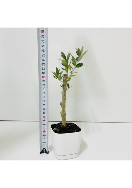. Saksıda Minyatür Bonsai Yapımına Uygun Hediyelik Zeytin Fidanı (Lüx Saksı) modelleri