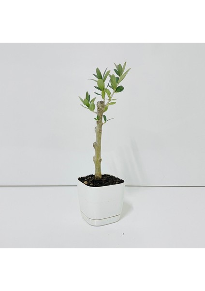 . Saksıda Minyatür Bonsai Yapımına Uygun Hediyelik Zeytin Fidanı (Lüx Saksı) indirimleri
