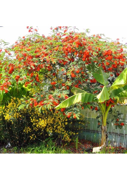 Tüplü Turuncu Çiçekleri Olan Scarlet Wisteria Sesbania Ağacı Fidanı