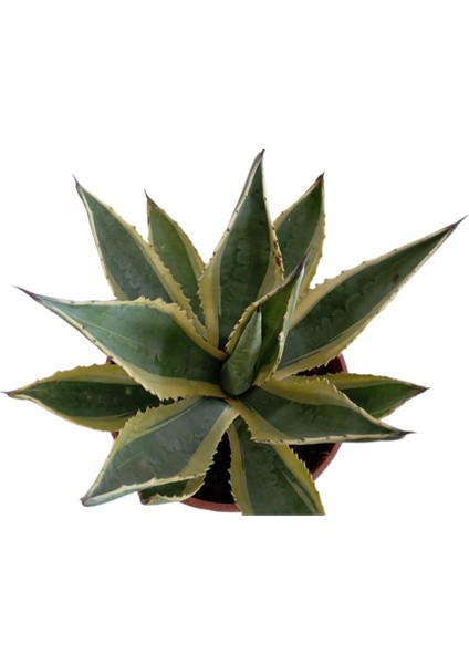 Armenbotanik Agave Americano (Büyük Boy)