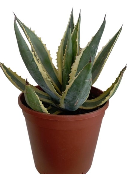 Armenbotanik Agave Americano (Büyük Boy) fiyatları