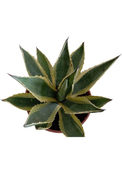 Armenbotanik Agave Americano (Büyük Boy) modelleri