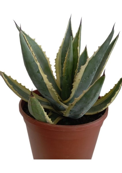 Armenbotanik Agave Americano (Büyük Boy) fırsatları