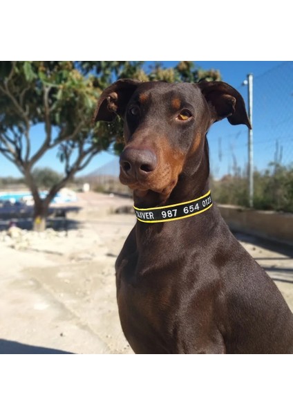 Kırmızı Stil Xs Boyutu Kişiselleştirilmiş Köpek Tasması Saf Pamuk Evcil Hayvan Tasmaları Ayarlanabilir Köpek Tabela Kımlık Yaka Küçük Orta Büyük Naylon Işlemeli Özel (Yurt Dışından) fırsatları