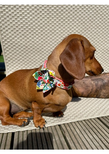Nakış Tarzı L Boyutu Özel Köpek Yaka Çiçek Aksesuarları Evcil Hayvan Doğum Günü, Parti, Düğün Hediyeleri Için Tasma Seti Eşleşen (Yurt Dışından)