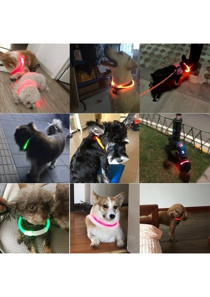 Kırmızı Stil 70CM Delysia King Işıklı Köpek Tasması (Yurt Dışından) fırsatları