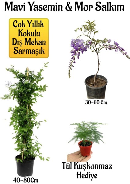 Mavi Yasemin Çiçeği+Mor Salkım Ağacı Fidanı Tül Kuşkonmaz Peyzaj Seti