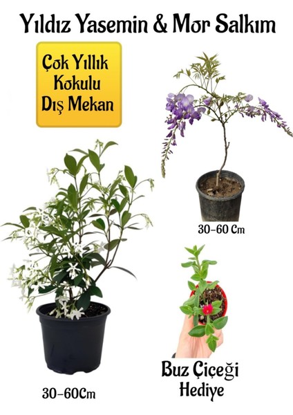 Kokulu Yıldız Yasemin Çiçeği+Mor Salkım Ağacı Fidanı Buz Çiçeği Peyzaj Seti
