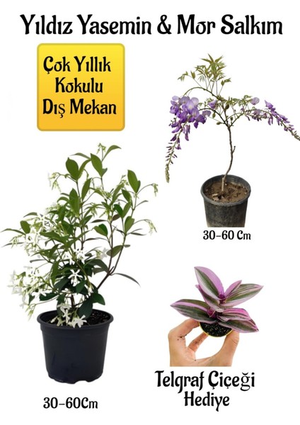 Kokulu Yıldız Yasemin Çiçeği+Mor Salkım Ağacı Fidanı Telgraf Çiçeği Peyzaj Seti