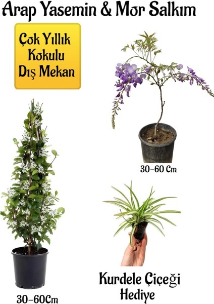 Kokulu Arap Yasemin Çiçeği+Mor Salkım Ağacı Fidanı Kurdele Çiçeği Peyzaj Seti