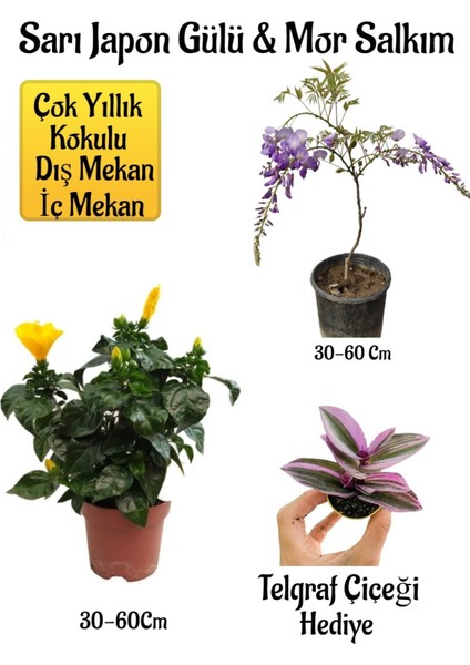 Sarı Japon Gülü Çiçeği+Mor Salkım Ağacı Fidanı+ Telgraf Çiçeği Peyzaj Seti