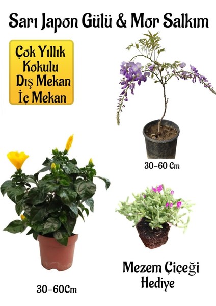 Sarı Japon Gülü Çiçeği+Mor Salkım Ağacı Fidanı+ Mezem Çiçeği Peyzaj Seti