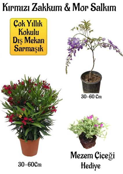 Kırmızı Zakkum Fidanı+Mor Salkım Ağacı Fidanı Mezem Çiçeği Bahçe Peyzaj Seti