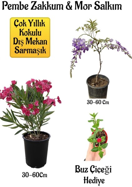 Pembe Zakkum Fidanı+Mor Salkım Ağacı Fidanı Buz Çiçeği Bahçe Peyzaj Seti