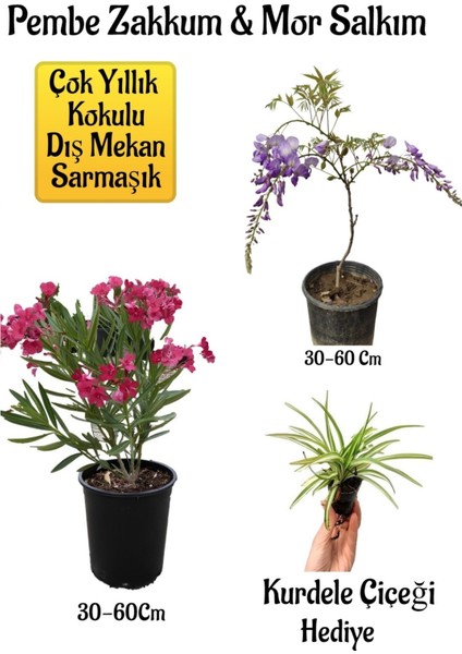 Pembe Zakkum Fidanı+Mor Salkım Ağacı Fidanı Kurdele Çiçeği Bahçe Peyzaj Seti