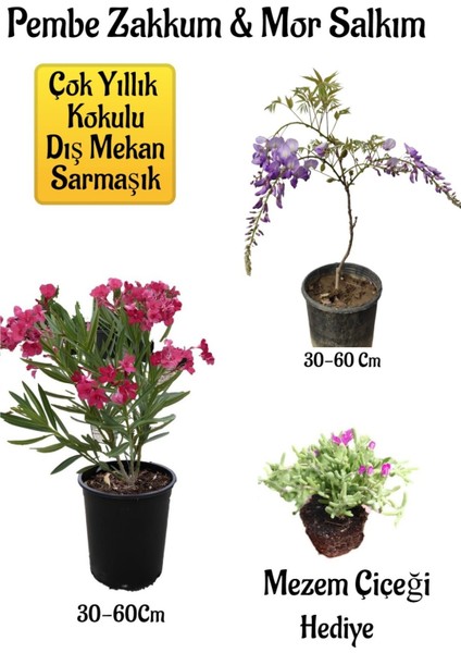 Pembe Zakkum Fidanı+Mor Salkım Ağacı Fidanı Mezem Çiçeği Bahçe Peyzaj Seti