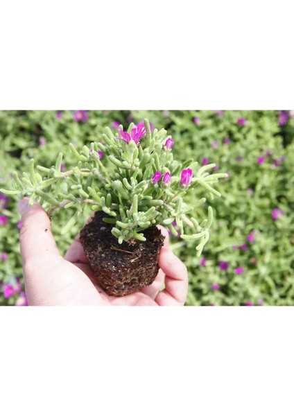 Pembe Zakkum Fidanı+Mor Salkım Ağacı Fidanı Mezem Çiçeği Bahçe Peyzaj Seti