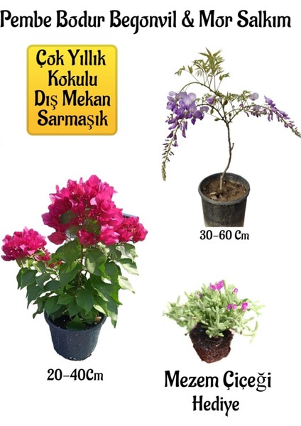 Pembe Bodur Begonvil+Mor Salkım Ağacı Fidanı Mezem Çiçeği Bahçe Peyzaj Seti