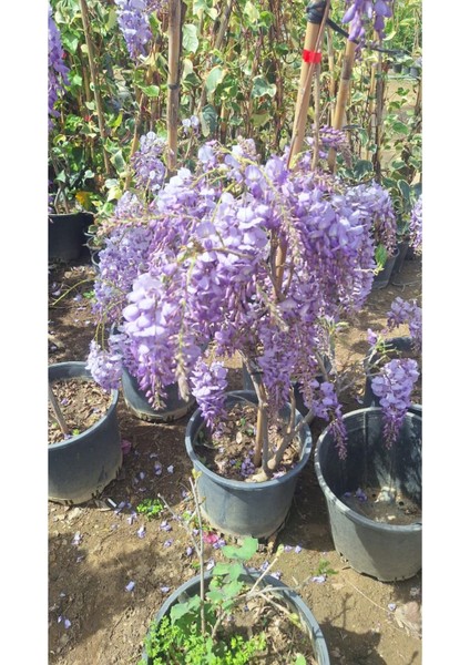Pembe Oya Ağacı Fidanı+Mor Salkım Ağacı Fidanı Mezem Çiçeği Bahçe Peyzaj Seti