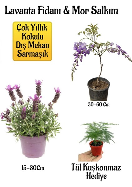 Yoğun Kokulu Lavanta+Kokulu Mor Salkım Ağacı Fidanı Tül Kuşkonmaz Bahçe Seti