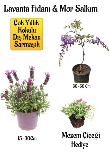 Yoğun Kokulu Lavanta+Kokulu Mor Salkım Ağacı Fidanı Mezem Çiçeği Bahçe Seti