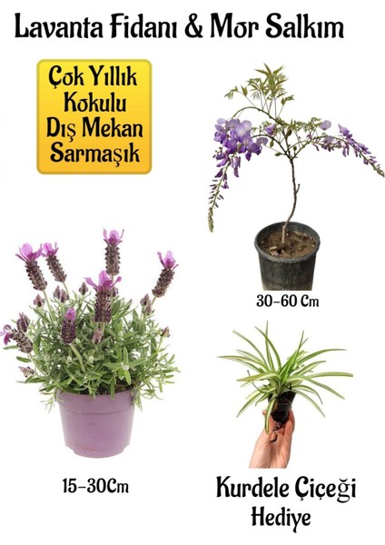 Serada Decor Plant Yoğun Kokulu Lavanta+Kokulu Mor Salkım Ağacı Fidanı Kurdele Çiçeği Bahçe Seti