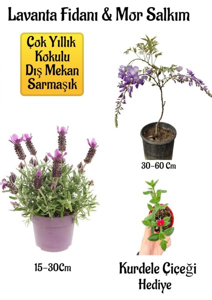 Yoğun Kokulu Lavanta+Kokulu Mor Salkım Ağacı Fidanı Buz Çiçeği Bahçe Seti