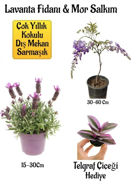 Yoğun Kokulu Lavanta+Kokulu Mor Salkım Ağacı Fidanı Telgraf Çiçeği Bahçe Seti