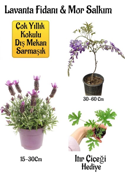 Yoğun Kokulu Lavanta+Kokulu Mor Salkım Ağacı Fidanı Itır Çiçeği Bahçe Seti
