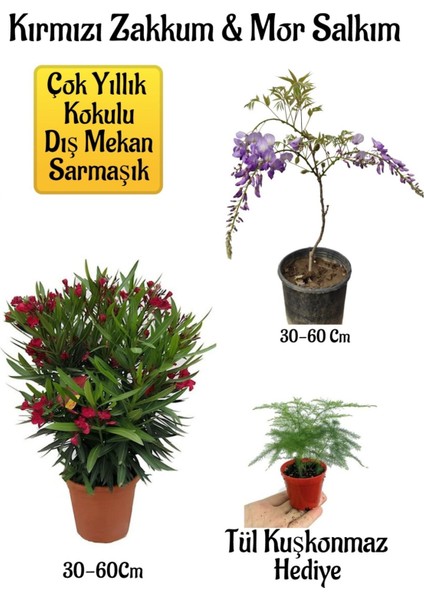 Kırmızı Zakkum Fidanı+Mor Salkım Ağacı Fidanı Tül Kuşkonmaz Bahçe Peyzaj Seti