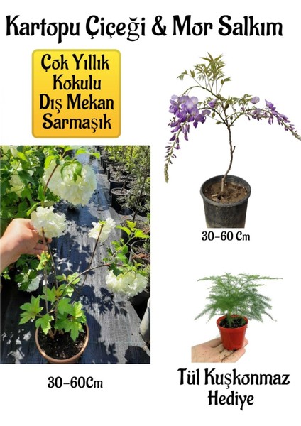 Kokulu Kartopu Çiçeği+Mor Salkım Ağacı Fidanı Tül Kuşkonmaz Peyzaj Seti
