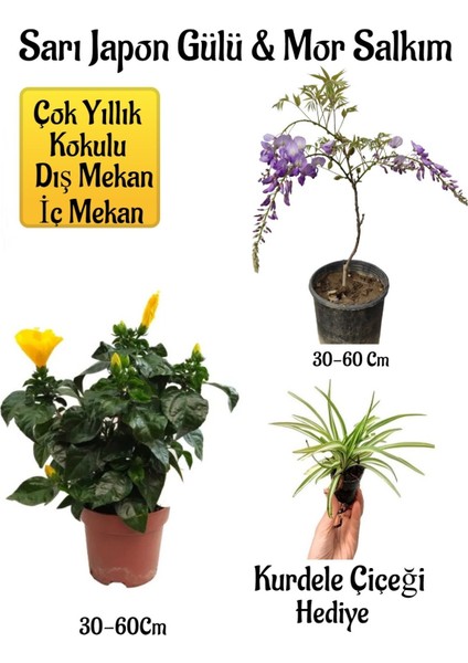 Sarı Japon Gülü Çiçeği+Mor Salkım Ağacı Fidanı+ Kurdele Çiçeği Hediyeli Peyzaj Seti