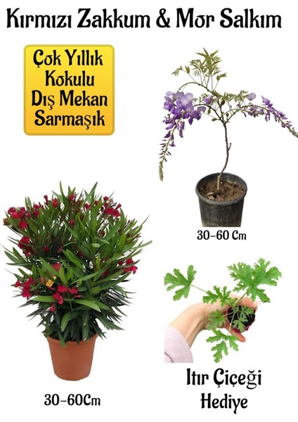 Kırmızı Zakkum Fidanı+Mor Salkım Ağacı Fidanı Itır Çiçeği Bahçe Peyzaj Seti