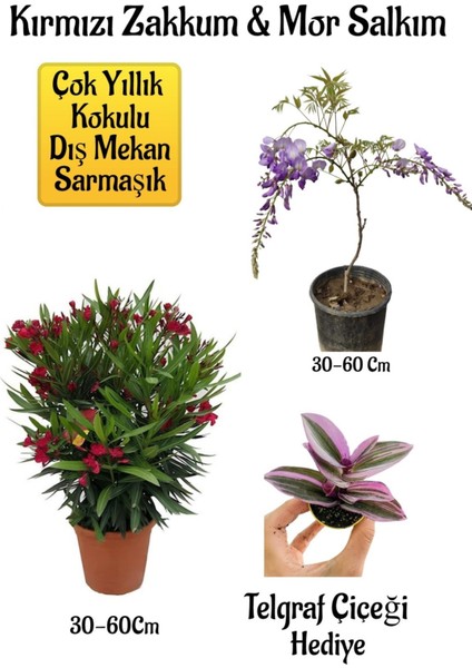 Kırmızı Zakkum Fidanı+Mor Salkım Ağacı Fidanı Telgraf Çiçeği Bahçe Peyzaj Seti