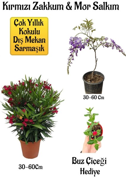 Kırmızı Zakkum Fidanı+Mor Salkım Ağacı Fidanı Buz Çiçeği Bahçe Peyzaj Seti