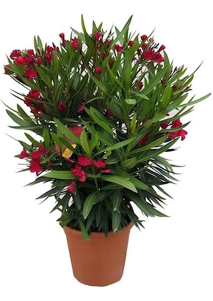 Kırmızı Zakkum Fidanı+Mor Salkım Ağacı Fidanı Buz Çiçeği Bahçe Peyzaj Seti modelleri