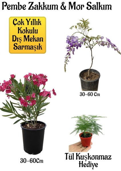 Pembe Zakkum Fidanı+Mor Salkım Ağacı Fidanı Tül Kuşkonmmaz Bahçe Peyzaj Seti